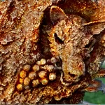 FOX HOLDING GRAPES, DETAIL OF STEEL SCULPTURE.