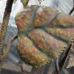 STEEL LEAF TO SUNFLOWER GATE