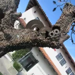 GEAR WHEELS BURST THROUGH BRANCH