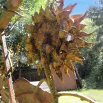 BACKSIDE VIEW OF STEEL SUNFLOWER
